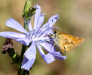 SKIPPER, WOODLAND (Ochlodes sylvanoides) (8-25-11) fem, near markleeville, alpine co, ca  (6)