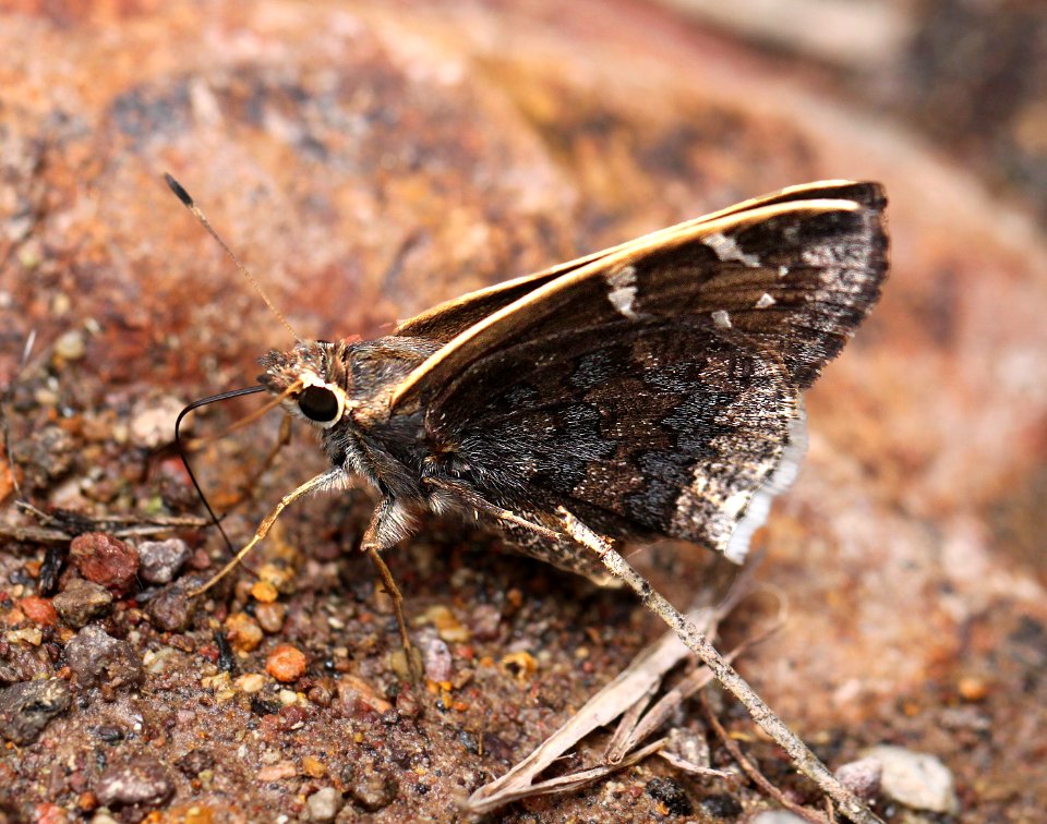 SKIPPER, GOLD-COSTA (Cogia caicus) (7-19-12) harshaw road, patagonia mts, scc, az  (4)