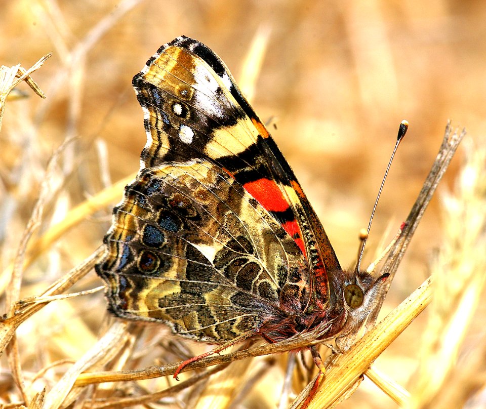 LADY, WEST COAST (Vanessa annabella) (7-23-07) canet rd, morro bay, slo co, ca (4)