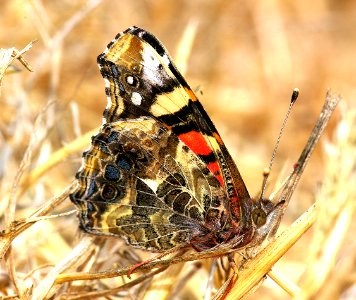 LADY, WEST COAST (Vanessa annabella) (7-23-07) canet rd, morro bay, slo co, ca (4) photo