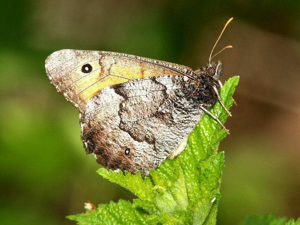 ARCTIC, GREAT (Oeneis nevadensis) (6-17-12) cook and green pass area, siskiyou co, ca  (1)