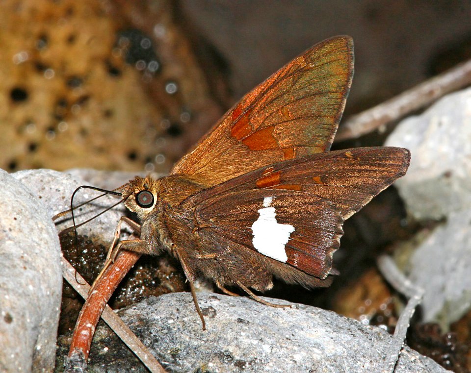SKIPPER, SILVER-SPOTTED (Epargyreus clarus) (6-21-09) cave creek cyn, az  (1)