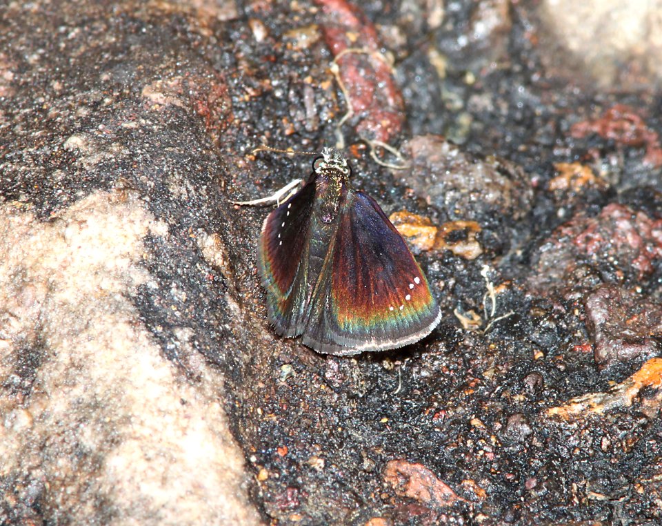 SOOTYWING, COMMON (Pholisora catullus) (8-1-11) harshaw road, scc, az  (1)