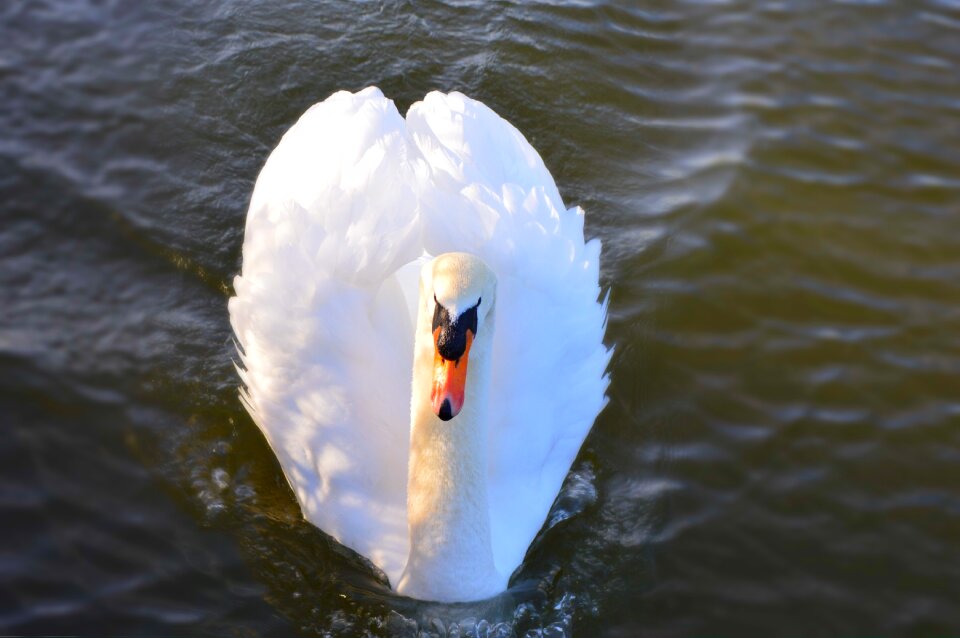 Water bird wildlife