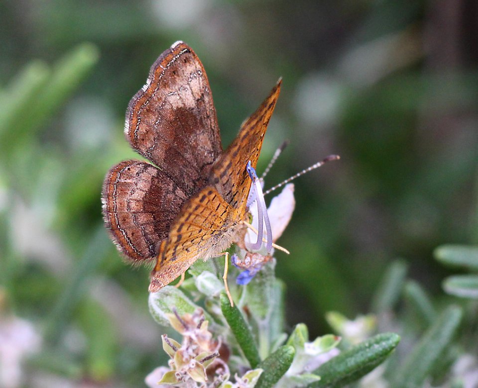 METALMARK, FATAL (Calephelis nemesis) (10-29-11) winter form, 78 circulo montana, patagonia lake ranch estates, scc, az