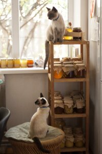 Cats siamese cats storage photo