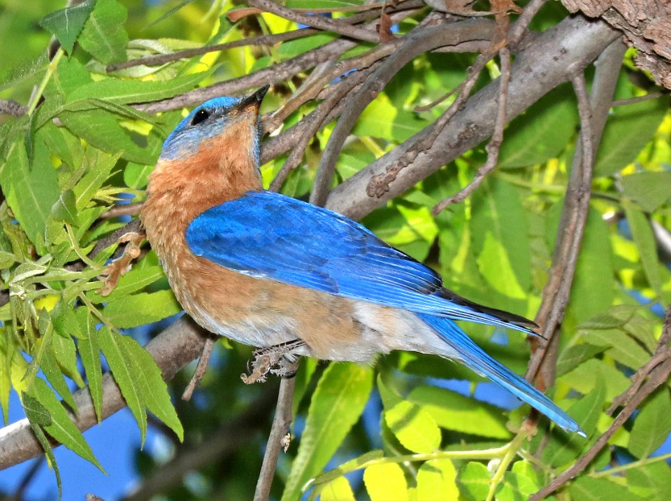 734 - EASTERN BLUEBIRD (5-10-2016) fulva race, sycamore canyon, pajarito mts, santa cruz mts, az -09