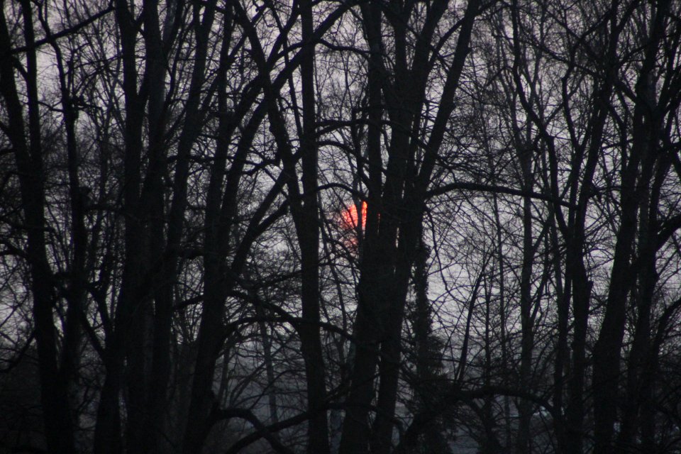 Sonnenaufgang hinter Bäumen
