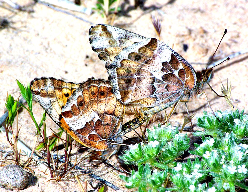 FRITILLARY, VARIEGATED (euptoieta claudia) (5-11-07) rom bench, kane co, ut
