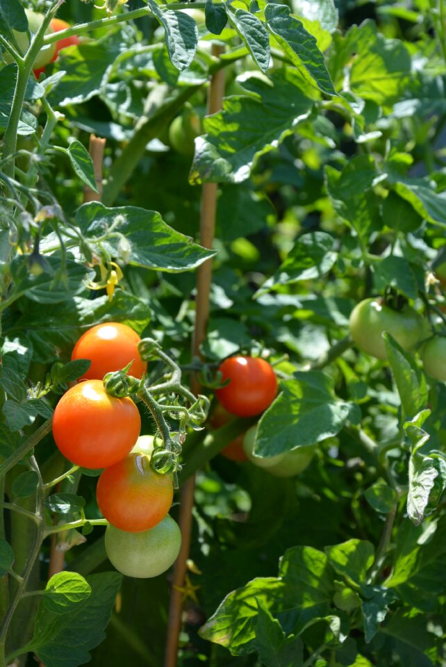 Food healthy garden