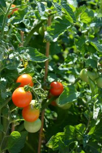 Food healthy garden