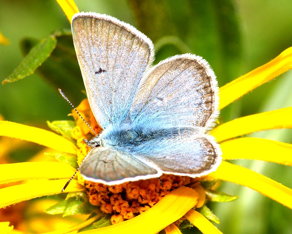 BLUE, ARCTIC (plebejus glandon) (8-2-08) s side of red mt pass, co -4
