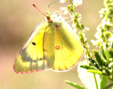 SULPHUR, CLOUDED (Colias philodice) (8-9-13) s end of white mts, about 8000 ft, greenlee co, az  (2)