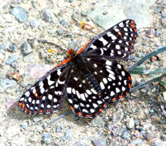 CHECKERSPOT, VARIABLE (euphydryas chalcedona) (4-19-07) hi mt, slo co, ca