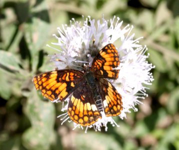 CHECKERSPOT, HOFFMANN'S (Chlosyne hoffmanni) (8-24-11) male, 7500 ft, amador co, ca - 01 (2)