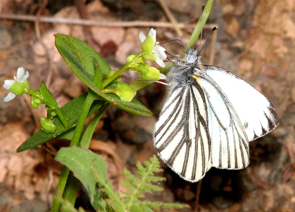 WHITE, MARGINED (Pieris marginalis) (3-18-09) cerro alto rd, slo co, ca
