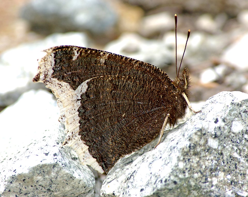 MOURNING CLOAK (Nymphalis antiopa) (5-13-07) henry mts, garfield co, ut (2)