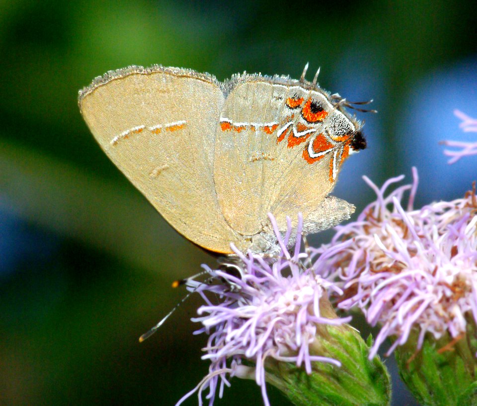GROUNDSTREAK, DUSKY-BLUE (calycois isobeon) (1-9-09) harlingen, tx -1