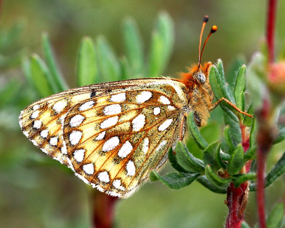 FRITILLARY, EDWARD'S (Speyeria edwardsii) (8-24-12) dunton meadow, near lizard head, dolores co, co  (3)