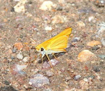 SKIPPERLING, ORANGE (Copaeodes aurantiaca) (8-28-10) blue haven rd, patagonia, scc, az  (2)