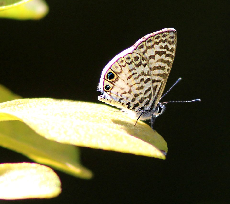 BLUE, CASSIUS (Leptotes cassius)(3-9-13) key west tropical forest and botanical garden, key west, monroe co, fl -01