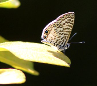BLUE, CASSIUS (Leptotes cassius)(3-9-13) key west tropical forest and botanical garden, key west, monroe co, fl -01