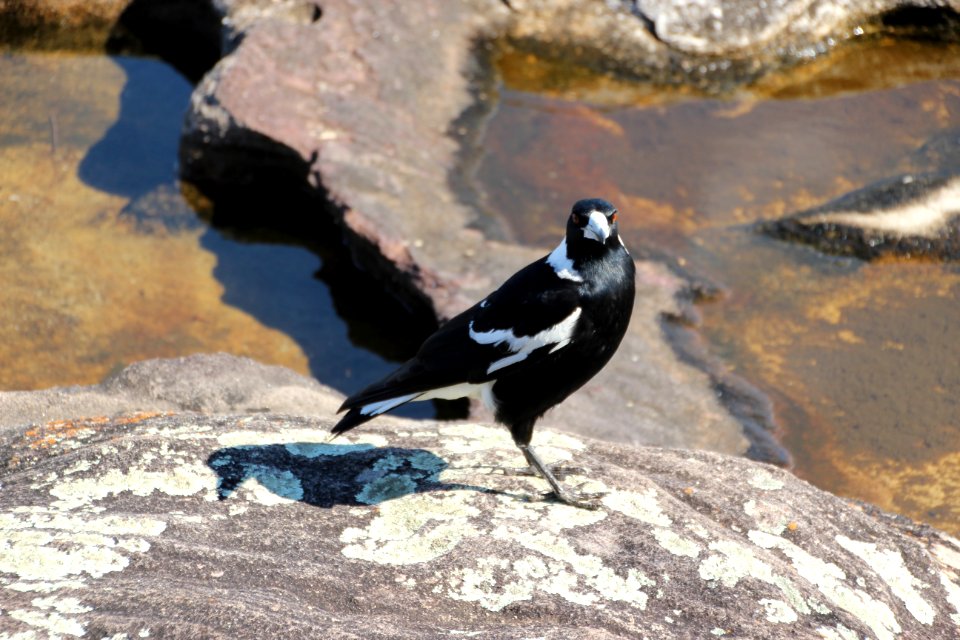 Australian Magpie. Gymnorhina tibicen