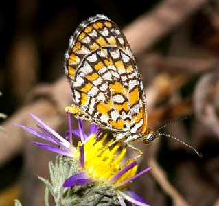 CHECKERSPOT, TINY (dymasia dymas) (10-9-08) patagonia, az  (3)