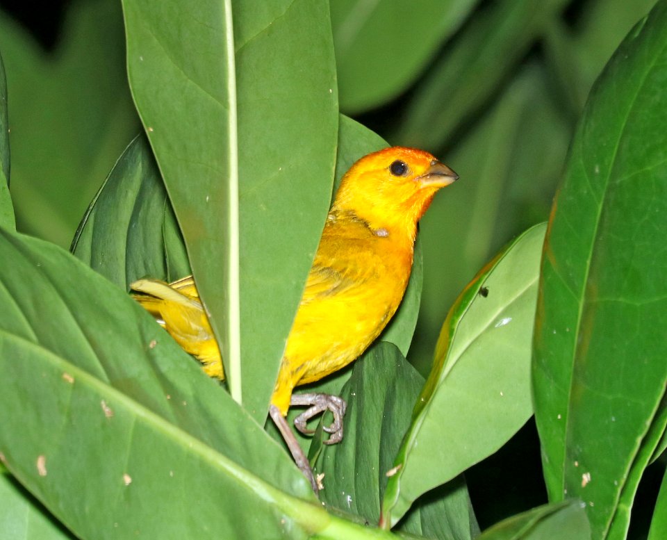 SAFFRON FINCH (8-27-2017) royal kona resort, kailua-kona, hawaii -01