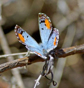 BLUE, SONORAN (philotes sonorensis) (3-26-07) fem, cerro alto, slo co, ca (1)