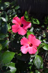 Blooming plant spring