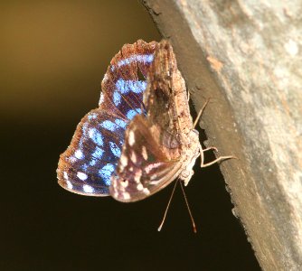 BLUEWING, MEXICAN (Myscelia ethusa) (3-8-12) male, national butterfly center, mission, tx -04