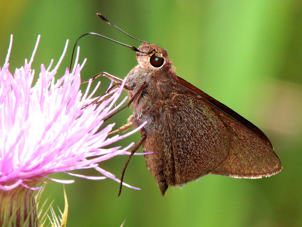 SKIPPER, PALATKA (Euphyes pilatka) (3-3-13) evrgades national park, monroe co, fl  (2)