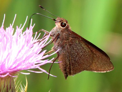 SKIPPER, PALATKA (Euphyes pilatka) (3-3-13) evrgades national park, monroe co, fl  (2)