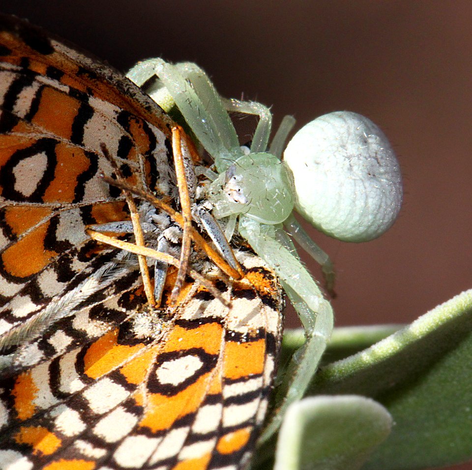 CHECKERSPOT, TINY (Dymasia dymas) (8-3-10) yard, west of patagonia, scc, az  (4)