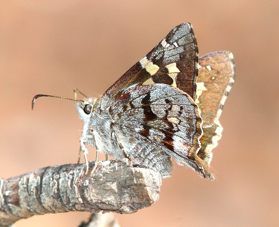 SKIPPER, SHORT-TAILED (Zestusa dorus) (4-4-12) red mountain, patagonia mts, scc, az  (9)