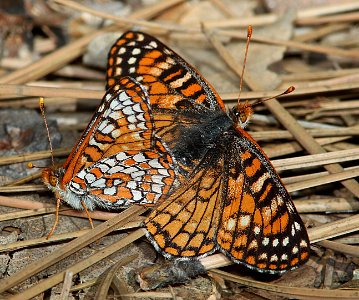CHECKERSPOT, ANICIA (Euphydryas anicia hermosa) (4-16-11) apche mts, gila co, az - (2)