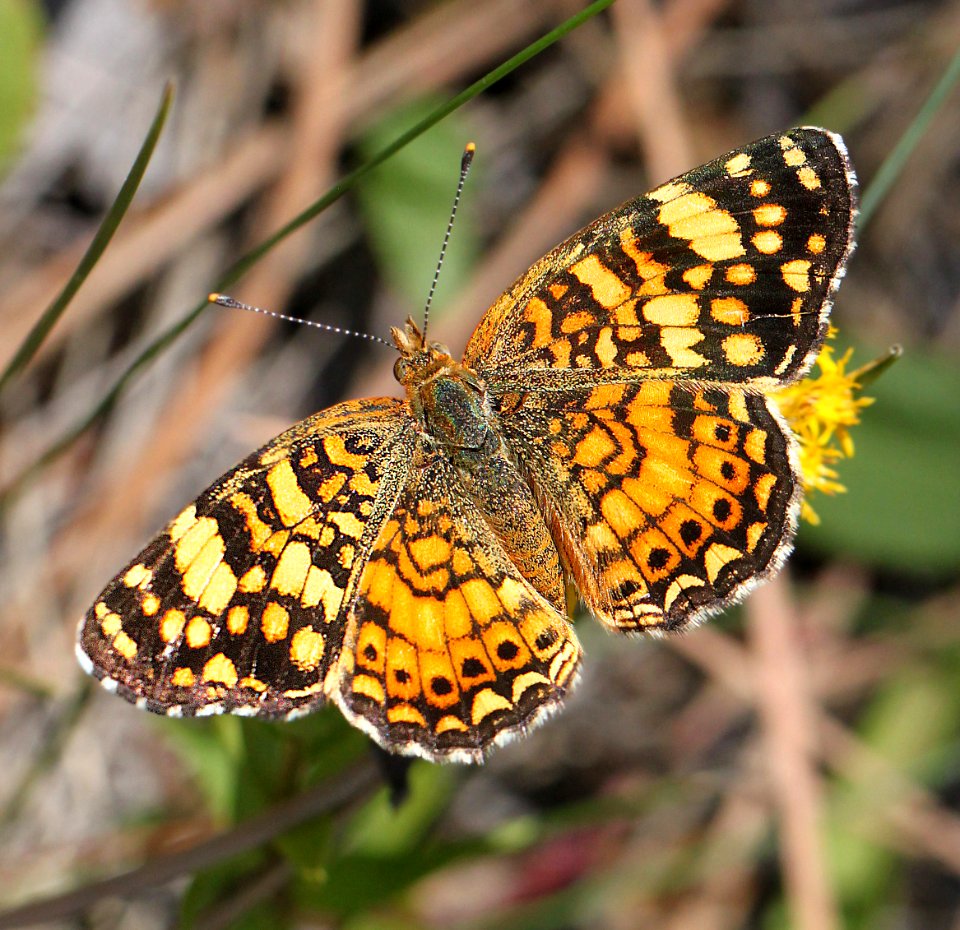 CRESCENT, PAINTED (Phycoides picta) (8-30-12) 5800ft, near seneca, gila co, az