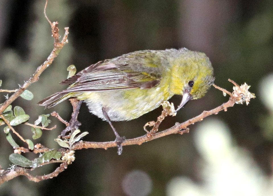 HAWAII AMAKIHI (5-5-2018) hosmer grove, haleakala nat park, maui co, hawaii -05 imm
