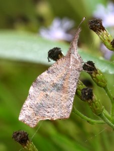 AMERICAN SNOUT (Libytheana carinenta) (11-14-2016) national butterfly center, missin, hidalgo co, tx photo