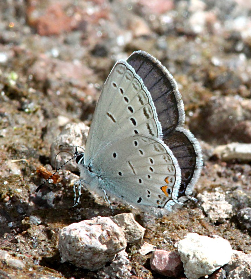 TAILED-BLUE, WESTERN (Cupido amyntula) (8-15-10) los alamos, nm  (1)