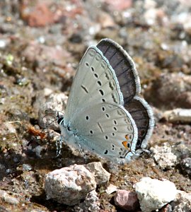 TAILED-BLUE, WESTERN (Cupido amyntula) (8-15-10) los alamos, nm  (1)