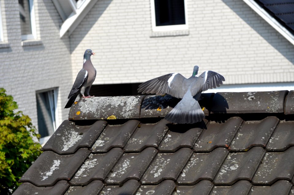 Preisrichter gibt 10 Punkte für die Landung photo