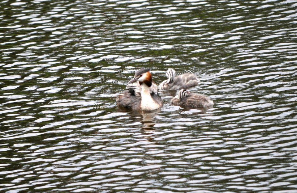 Familie Haubentaucher