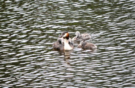 Familie Haubentaucher photo