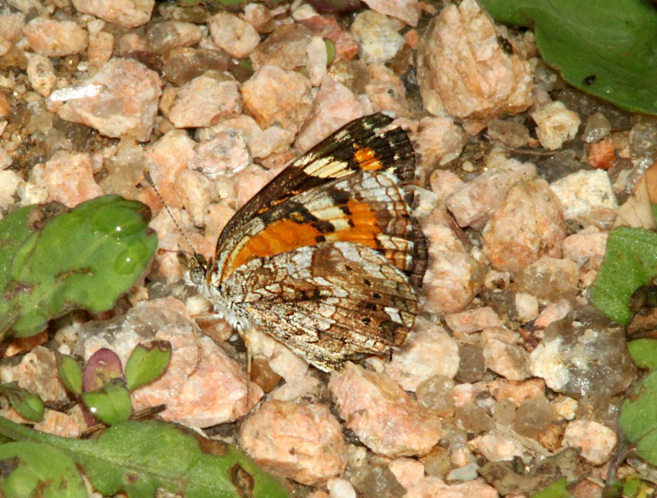 CRESCENT, PHAON (Phycoides phaon) (3-7-12) santa anna national wildlife refuge, near mc allen, tx  (2)
