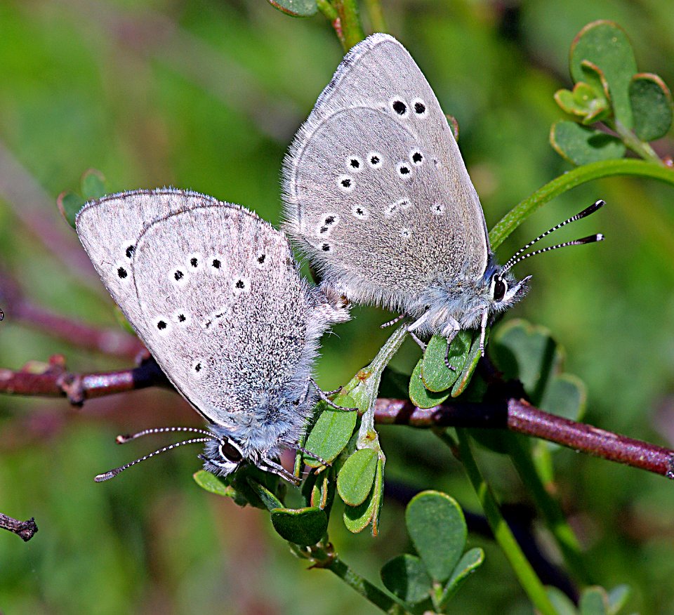 BLUE, SILVERY (glaucopsyche lygdamus) (4-3-07) slo co, ca