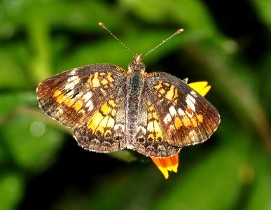 CRESCENT, PHAON (Phycoides phaon) (4-18-12) national butterfly center, mission, tx