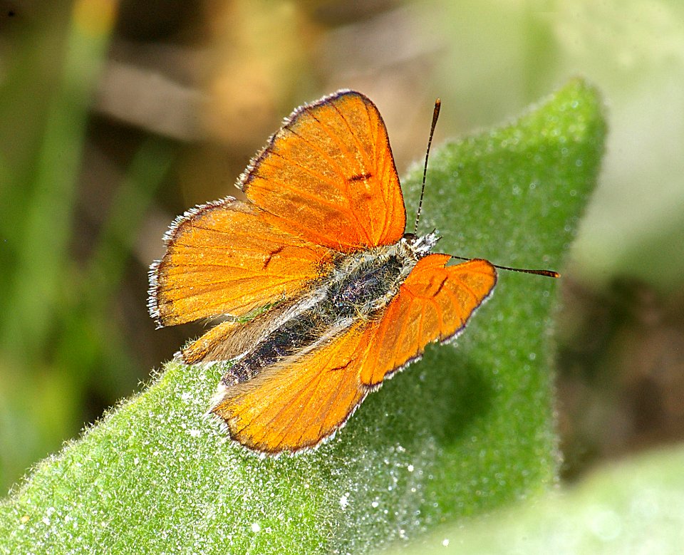 COPPER, RUDDY (lycaena rubidus) (8-7-08) male, blanco creek, co  (1)