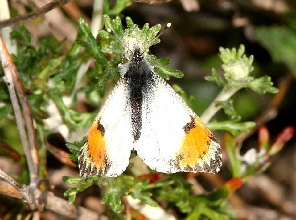 ORANGETIP, PACIFIC (anthocharis sara) (4-19-09) female, cerro alto, slo co, ca  (2)